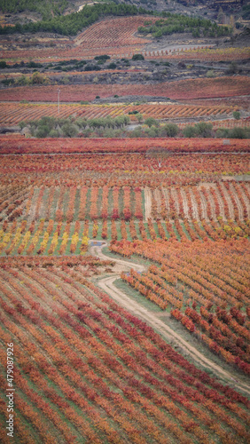 La Rioja is a province and autonomous community in northern Spain with a renowned local wine industry.  photo