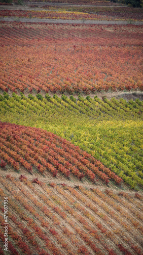 La Rioja is a province and autonomous community in northern Spain with a renowned local wine industry.  photo