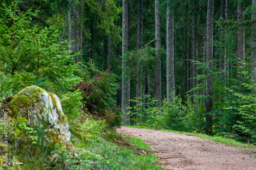 Natur und Umwelt im Schwarz Wald  Black Forest  Germany 