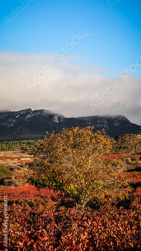 La Rioja is a province and autonomous community in northern Spain with a renowned local wine industry.  photo