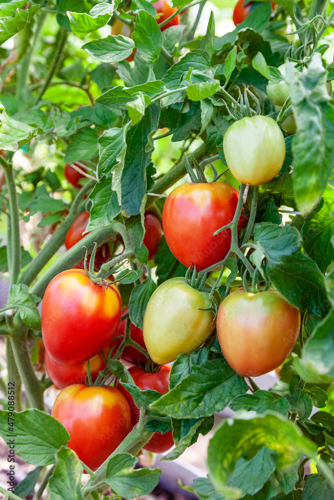 Red tomatoes grow in a greenhouse