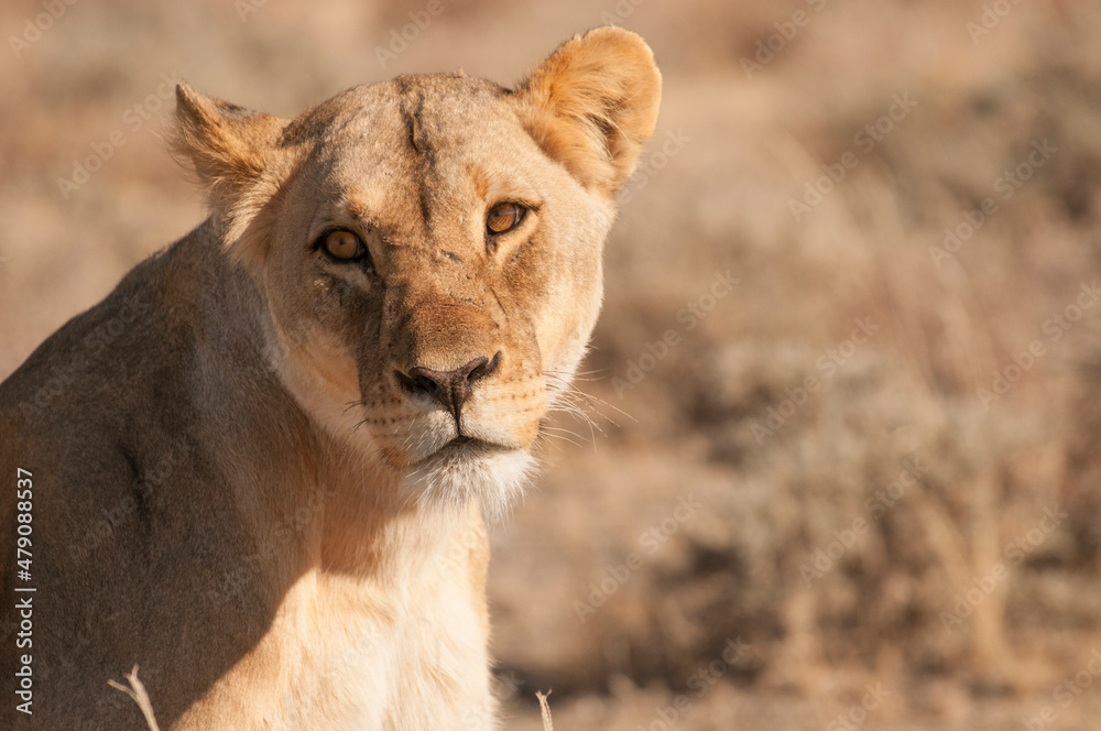 Lioness looking Lioness looking