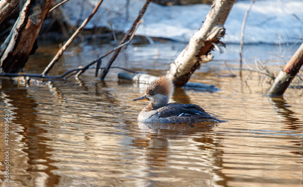 Hooded merganser ducks in river Hooded merganser ducks in river
