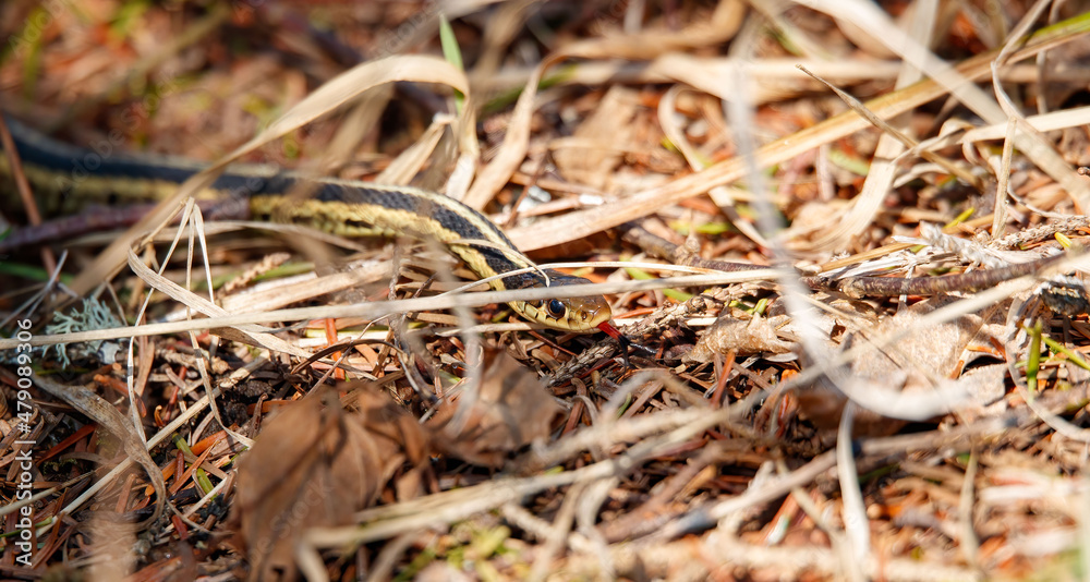 garder snake in grass field