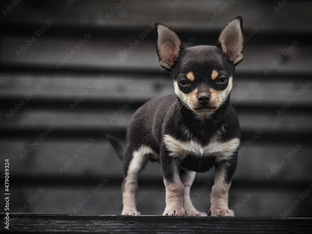 portrait of Cute puppy of chihuahua dog