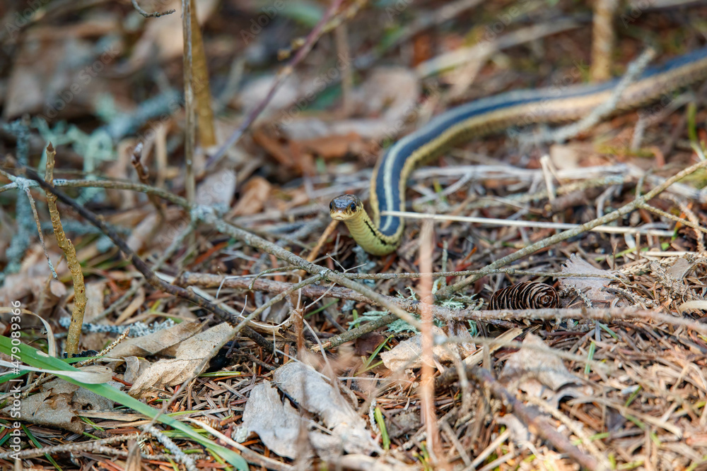 garder snake in grass field