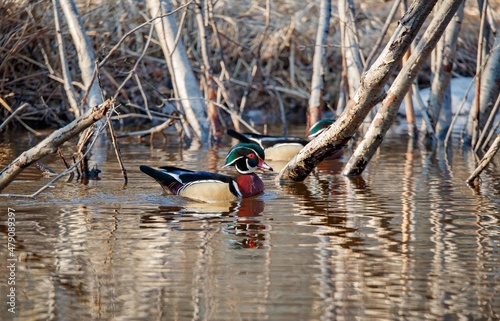 Wood ducks in river in fall