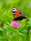 Peacock butterfly on a clover flower.