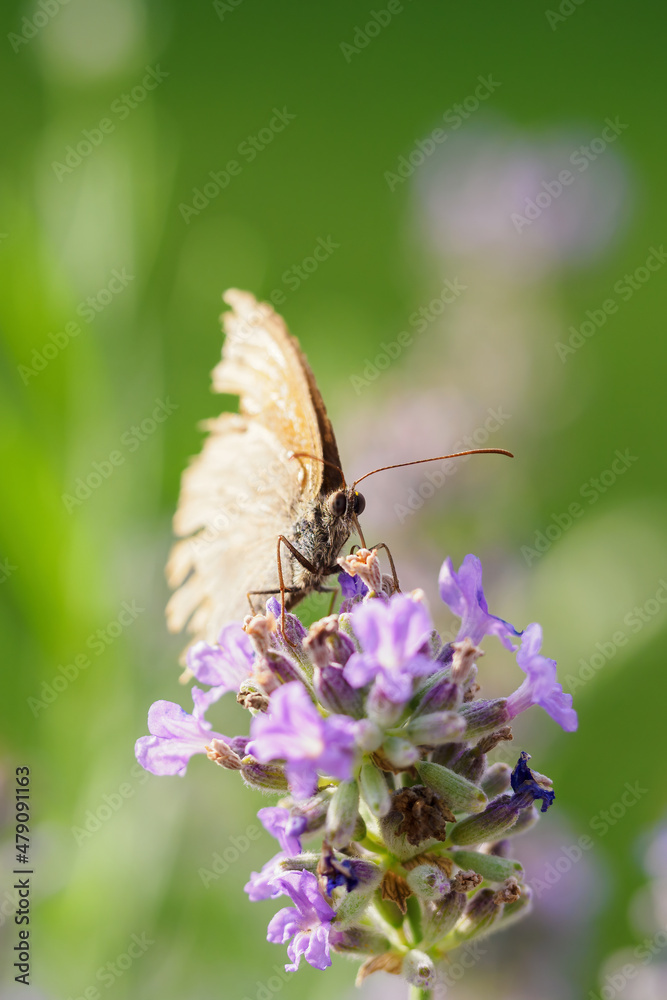 Plum on a lavender flower. Plum on a lavender flower.