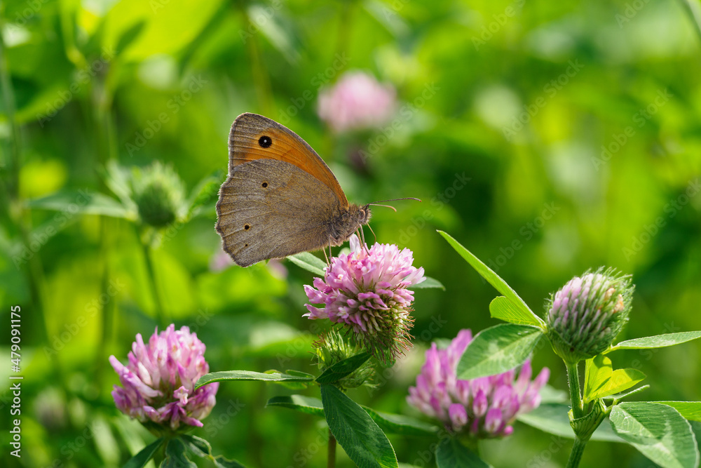 Buckwheat perch on a clover flower. Buckwheat perch on a clover flower.