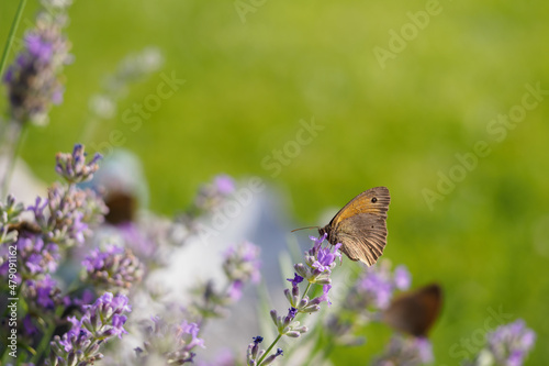Buckwheat on a lavender flower.