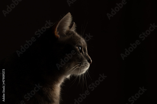 Fotografie, Obraz Gato fondo negro, cat, low key