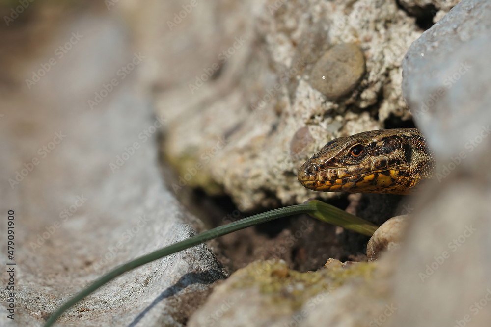 Closeup on a fearful looking common wall lizard, Podarcis muralis , peaking out of her nest Closeup on a fearful looking common wall lizard, Podarcis muralis , peaking out of her nest