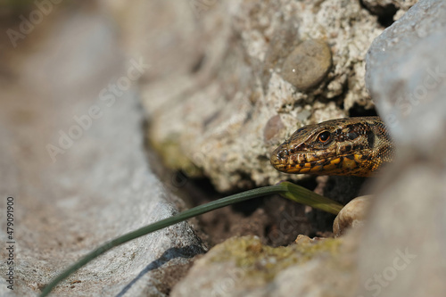 Closeup on a fearful looking common wall lizard, Podarcis muralis , peaking out of her nest © Henk