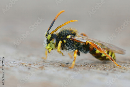 Closeup on a male kleptoparasite Painted Nomad bee, Nomada fucata , sitting on a piece of wood © Henk