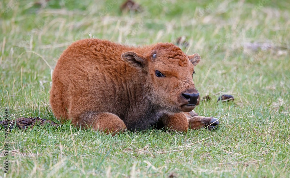 Fototapeta premium American bison buffalo calf 