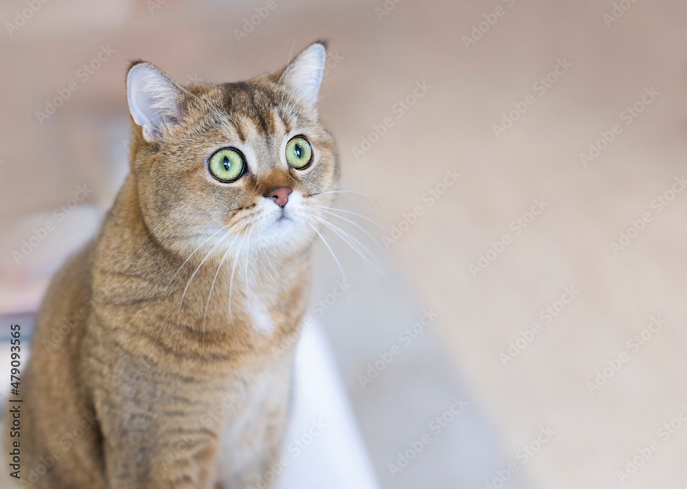 A beautiful cat with astonished eyes looks away. Close-up, soft focus.