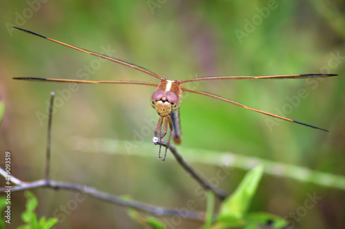 Front view of brown dragongly