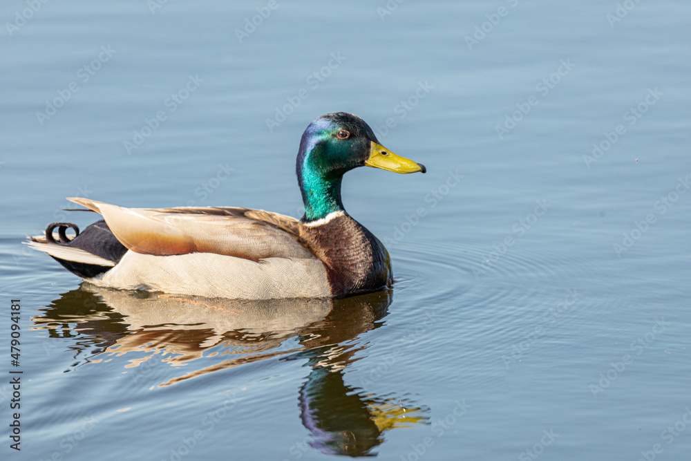 Mallard Mallard
