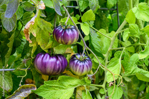 Sart Roloise Tomato Purple Tomato plant with unique purple tomatoes growing in a kitchen garden
 photo