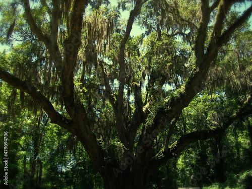 фотографія Live Oak Tree Canopy