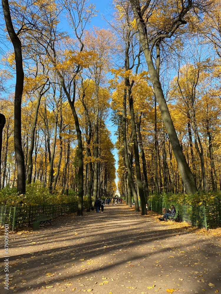 Naklejka premium alley in the park