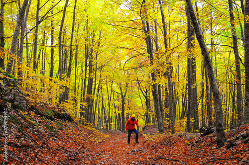 Uomo nel bosco colorato in autunno, hiking autunnale  photo