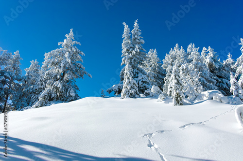 Winter landscape of Vitosha Mountain  Bulgaria