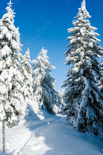 Winter landscape of Vitosha Mountain  Bulgaria