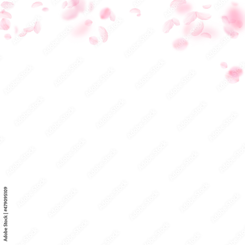 Sakura petals falling down. Romantic pink flowers gradient. Flying petals on white square background. Love, romance concept. Adorable wedding invitation.