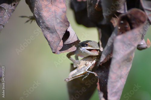 Happy Lizard in Leaves