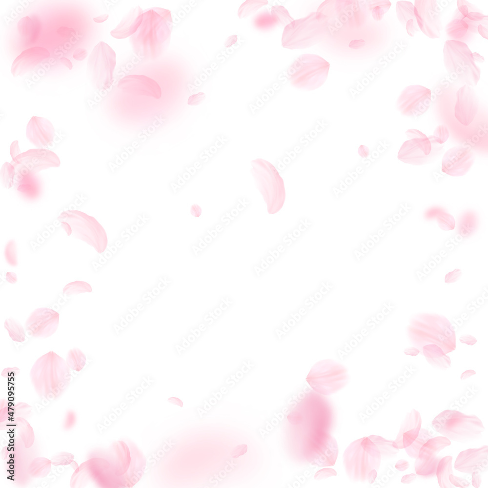 Sakura petals falling down. Romantic pink flowers vignette. Flying petals on white square background. Love, romance concept. Fascinating wedding invitation.