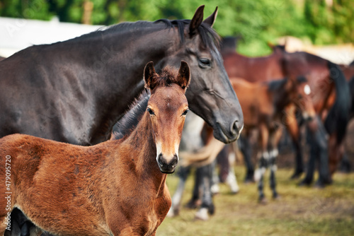 Portrait of a bay foal standing beside its mother in the herd on the farm. Cute brown foal looking at the camera