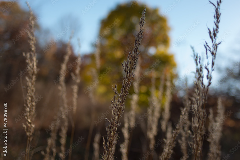 Fototapeta premium abstract autumn scene with out of focus background