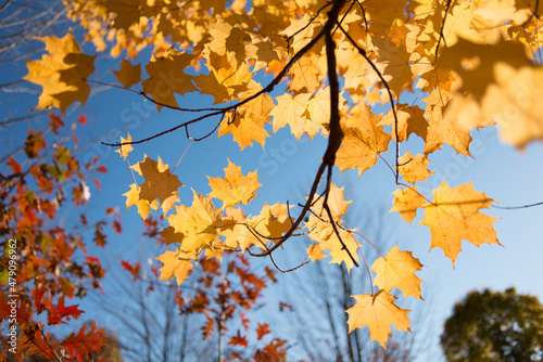 autumn leaves (maple) in the park on a clear day