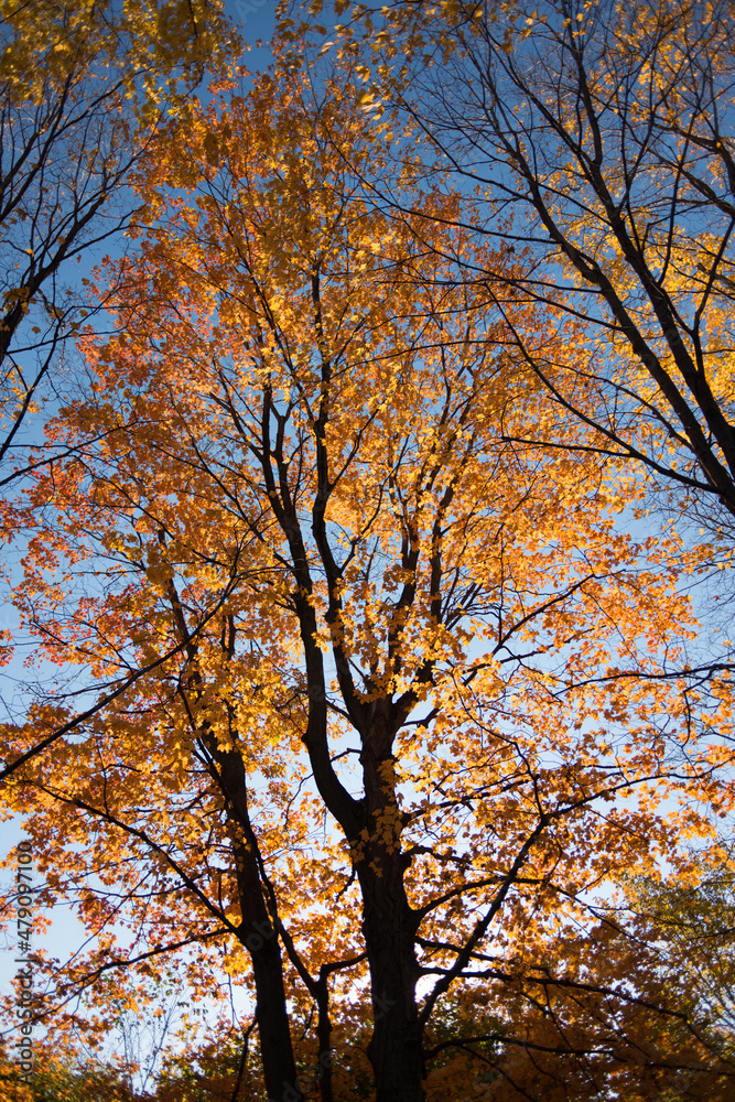 sun shining through autumn trees sun shining through autumn trees