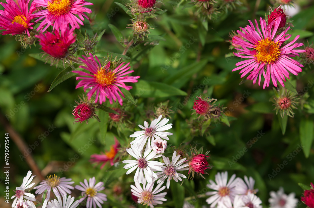 Obraz premium Symphyotrichum novi-belgii in magenta and white