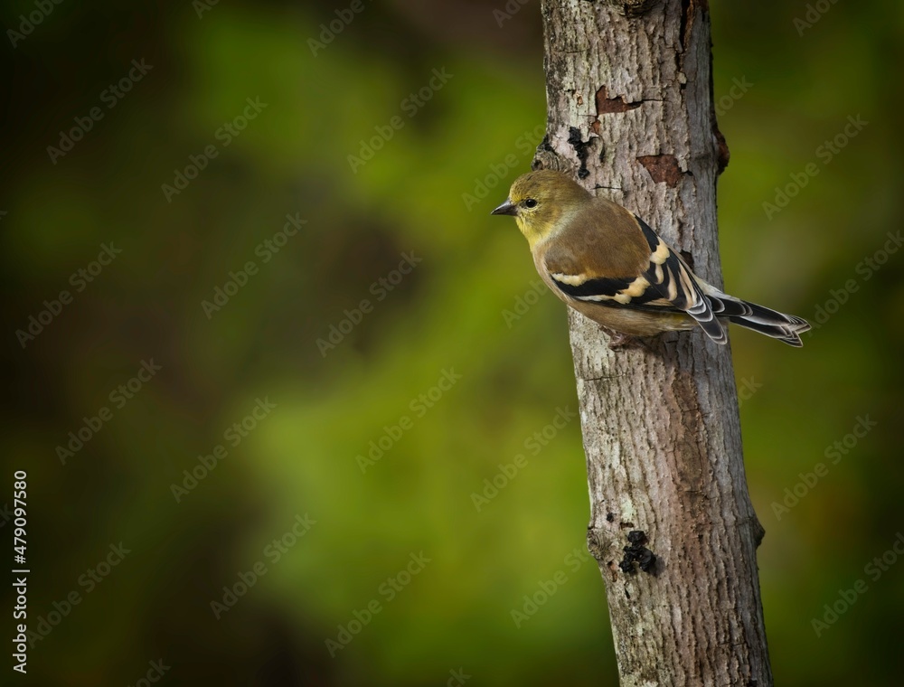 Male American Goldfinch, winter plumage, Spinus tristis Male American Goldfinch, winter plumage, Spinus tristis