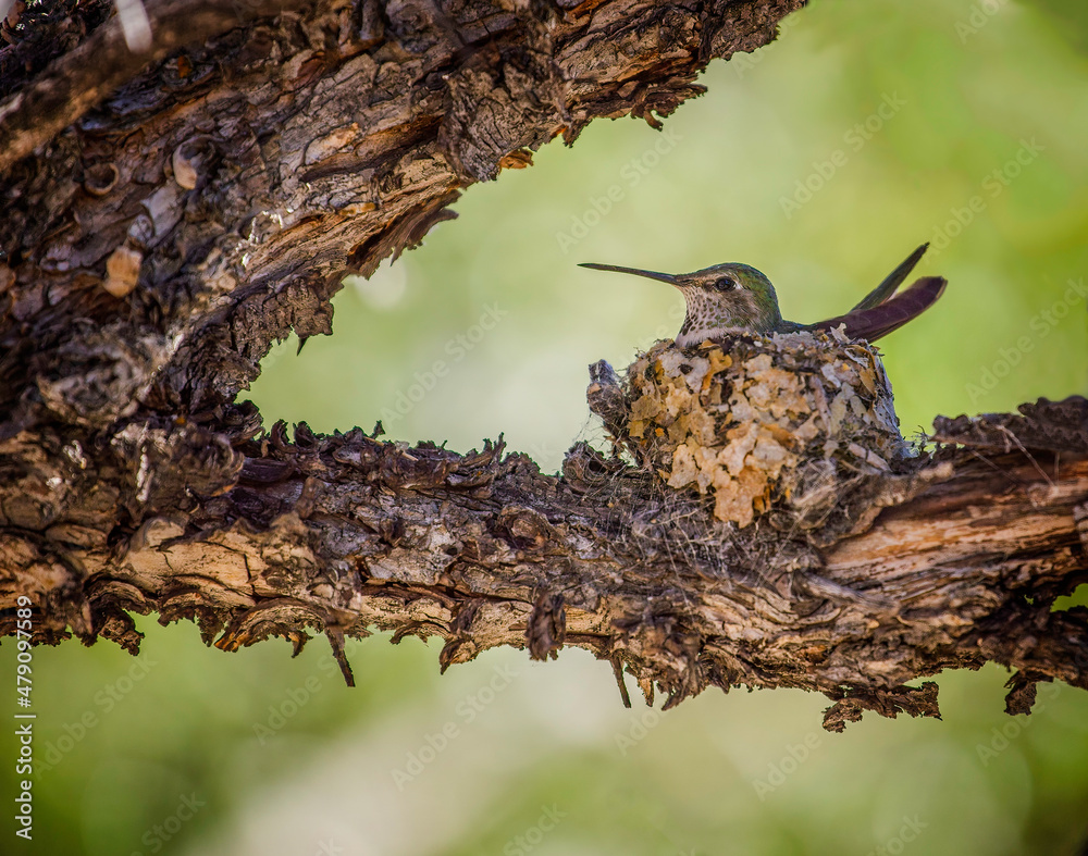 Fototapeta premium Calliope Hummingbird in her nest, Great Basin National Park, Nevada, USA