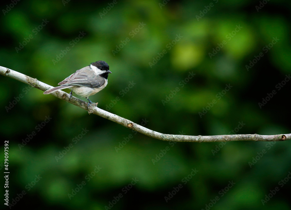 Fototapeta premium Carolina Chickadee, Poecile carolinensis