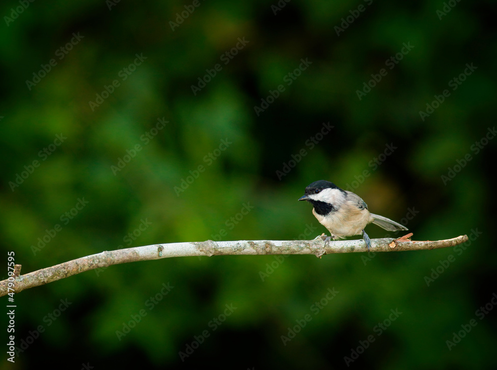 Fototapeta premium Carolina Chickadee, Poecile carolinensis