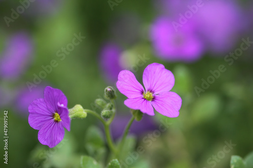 flowers in the garden