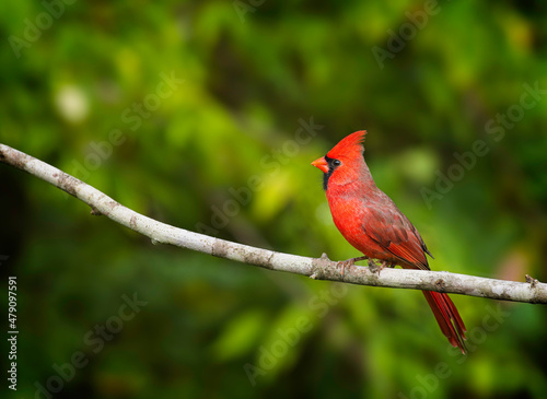 Northern Cardinal, Cardinalis cardinalis © sschremp