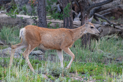 Colorado Wildlife. Wild Deer on the High Plains of Colorado. Mule Deer Doe. © Gary