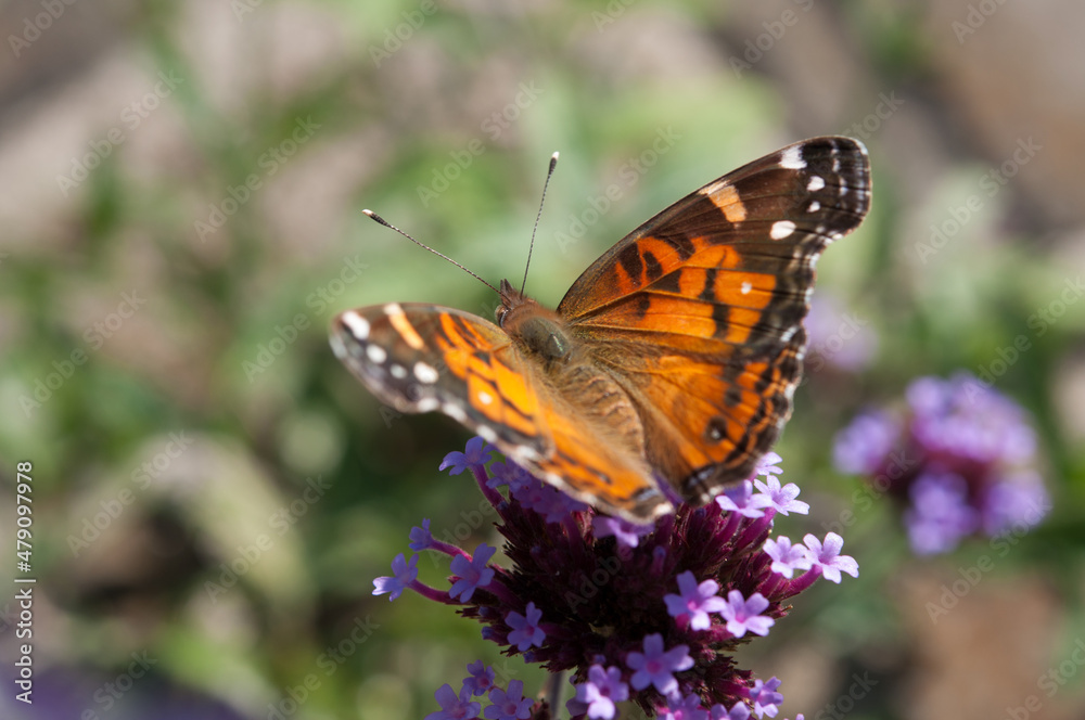 Vanessa cardui commonly called painted lady (cosmopolitan)