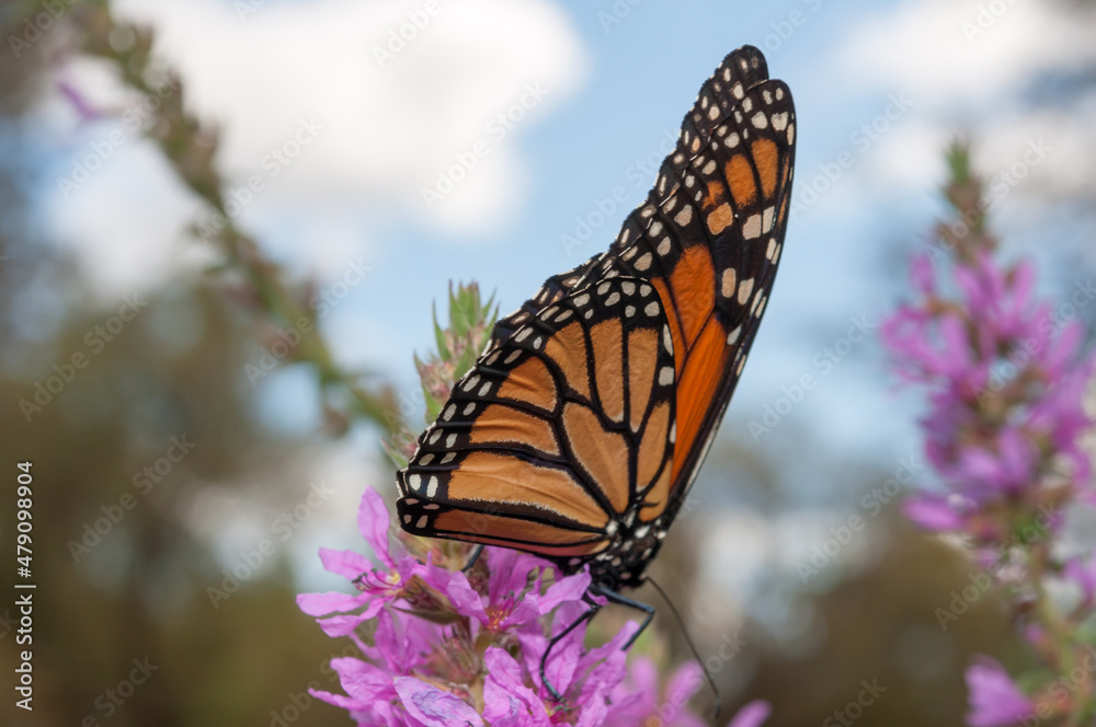 Fototapeta premium Danaus plexippus (Monarch butterfly) on Lythrum (loosestrife)