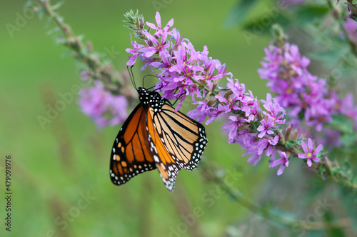 Danaus plexippus (Monarch butterfly) on Lythrum (loosestrife) © eugen