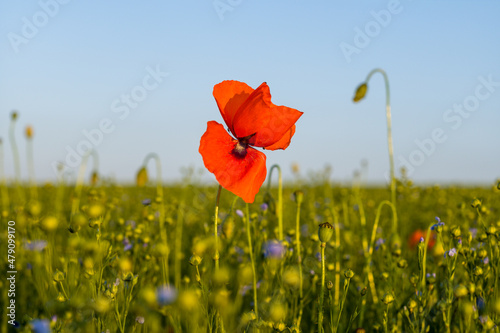 A magnificent poppy sits in the middle of a flax field with blue flowers in Europe, France, Occitanie, the Pyrenees Orientales, in summer, on a sunny day. photo