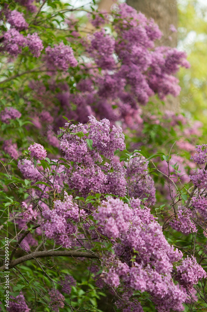 Obraz premium pink lilac flowers in the garden