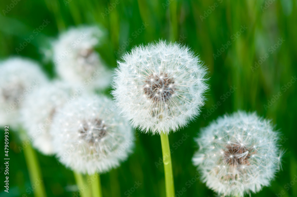 dandelion in the grass